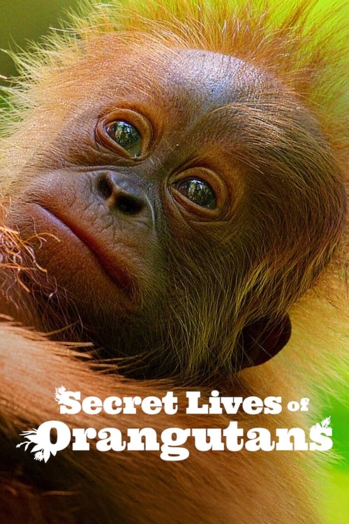 Secret Lives of Orangutans ชีวิตลับอุรังอุตัง (2024) NETFLIX