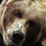 บาร์ตหมี 2 (Bart the Bear II)