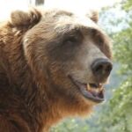 บาร์ตหมี (Bart the Bear)